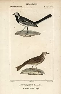 Anthus Gallery: White wagtail, Motacilla alba, and tree pipit