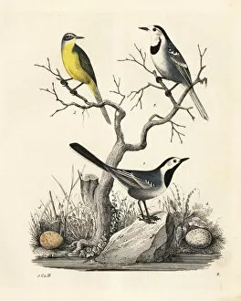 White wagtail and western yellow wagtail