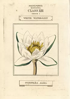 Alba Gallery: White waterlily, Nymphaea alba
