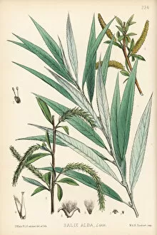Medicinal Collection: White willow or golden willow, Salix alba
