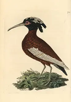 Richardpolydorenodder Prints: White-winged ibis, Lophotibis cristata