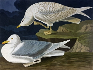 White-Winged Silvery Gull, by John James Audubon