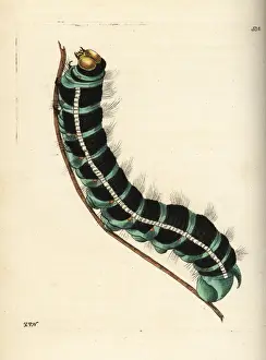 Witch Prints: White witch moth caterpillar, Thysania agrippina