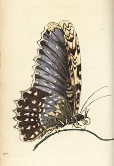 Witch Prints: White witch moth, Thysania agrippina