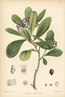 Alba Gallery: White wood or wild cinnamon, Canella winterana