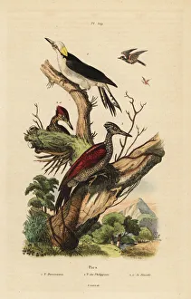 Guerin Meneville Collection: White woodpecker and Philippine pygmy woodpecker