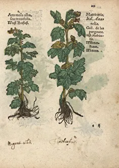 Alba Gallery: White wormwood, Artemisia herba-alba