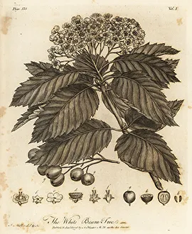 Silva Prints: Whitebeam, Sorbus aria