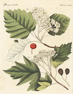 Carl Bertuch Prints: Whitebeam and wild service trees