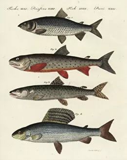 Whitefish, char, Danube salmon and grayling