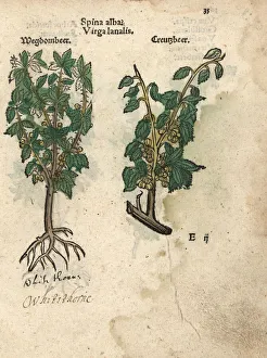 Alba Gallery: Whitethorn or hawthorn tree, Spina alba?