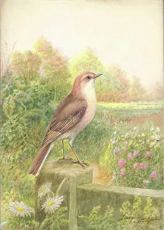 Rankin Prints: Whitethroat