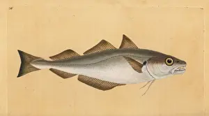 Donovan Prints: Whiting, Merlangius merlangus
