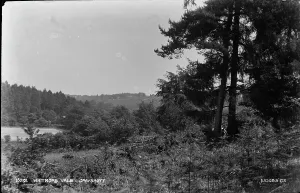 Whitmore Prints: Whitmore Vale, Grayshott