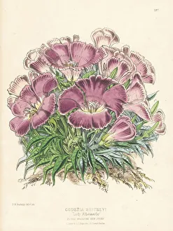 Volume 5 Prints: Whitney's farewell to spring, Clarkia amoena subsp. whitneyi