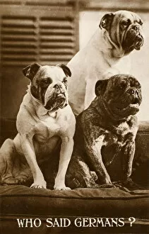WWI Animals Gallery: Who Said Germans? - Patriotic Bulldogs