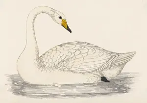 Cygnus Prints: Whooper Swan (Morris)