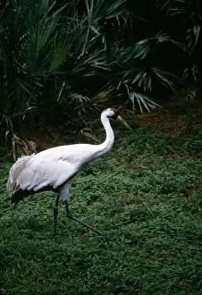 Grus Prints: Whooping Crane