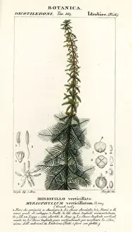 Laurent Prints: Whorl-leaf watermilfoil, Myriophyllum verticillatum