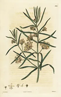 Dalton Prints: Whorled milkweed or whorl-leaved swallow-wort