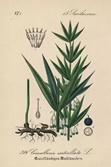 Verticillatum Gallery: Whorled Solomon s-seal, Polygonatum verticillatum