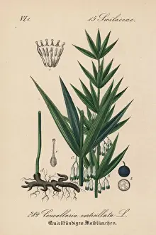 Whorled Solomon s-seal, Polygonatum verticillatum