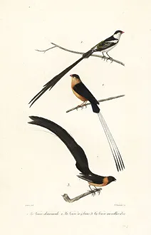 Fournier Prints: Whydah birds