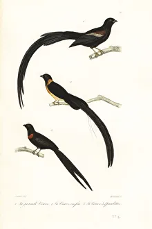 Achille Richard Prints: Whydah birds and widowbird