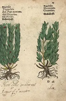Widdow-wail and mezereon