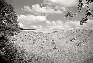 Wide angle photos of farmland Yorkshire with small haystacks Date: 1947 - 1948