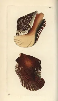 Widest pacific conch, Sinustrombus latissimus