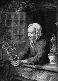 Sill Gallery: The widows plant