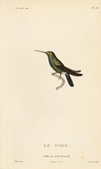 Primevere Collection: Wieds hummingbird, Ornismya wiedii