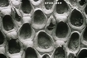 Bryozoan Prints: Wilbertopora woodwardi (Brydone), bryozoan