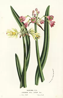 Jardins Collection: Wilcannia lilies, Calostemma purpureum and Calostemma luteum