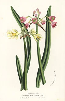 Serres Gallery: Wilcannia lilies, Calostemma purpureum and Calostemma luteum