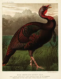 Dorking Gallery: Wild American turkey cock, Meleagris gallopavo