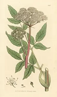 Wild angelica, Angelica sylvestris