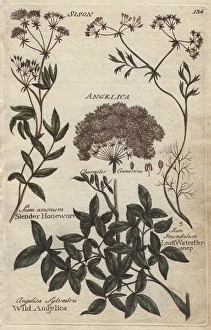 Wild angelica, Angelica sylvestris, honewort Wild angelica, Angelica sylvestris, honewort
