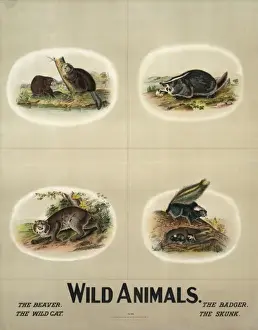 Wild animals