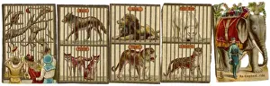 Wild Animals / Zoo