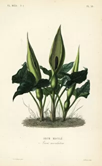Constans Collection: Wild arum, Arum maculatum