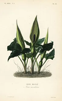 Constans Collection: Wild arum, Arum maculatum