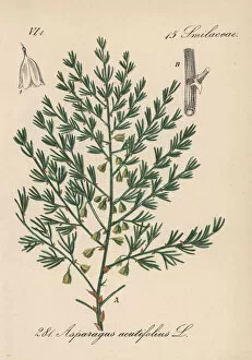 Asparagus Collection: Wild asparagus, Asparagus acutifolius