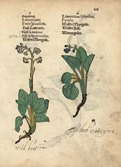 Wild beet, Beta sylvestris, and wintergreen, Pyrola minor