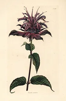 Balm Collection: Wild bergamot or bee balm, Monarda fistulosa