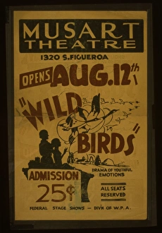 Wild birds Drama of youthful emotions Wild birds Drama of yo Wild birds Drama of youthful emotions Wild birds Drama of yo
