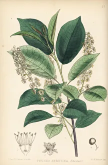 Prunus Gallery: Wild black cherry, Prunus serotina
