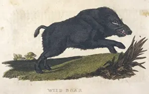 Wild Boar 1814
