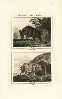 Boar Prints: Wild boar and domestic pig